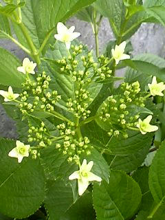 08.05.22ajisai01.jpg