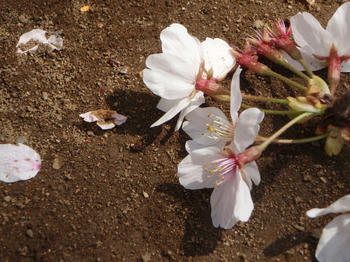 P021.jpg