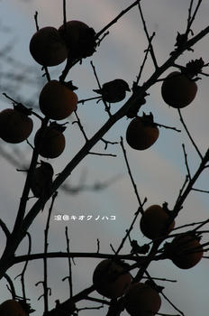081210034.jpg