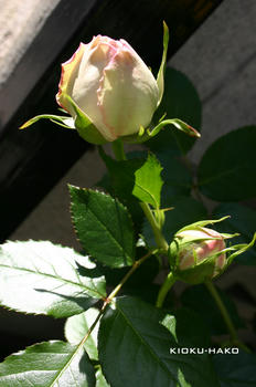 090426005.jpg