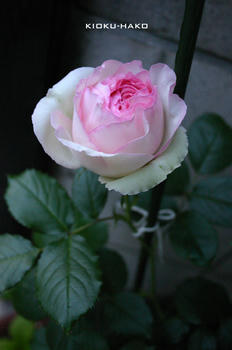 090430004.jpg