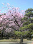 SBSH00171.JPG