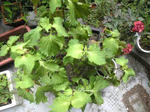 SBSH00681.JPG