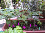 SBSH00821.JPG