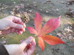 DSCN0357.JPG
