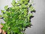 DSCN0372.JPG