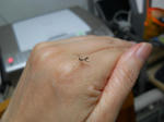 DSCN0608.JPG