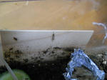 DSCN0617.JPG