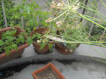 DSCN0683.JPG