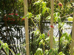 DSCN0713.JPG