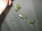 DSCN0726.JPG