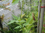 DSCN0718.JPG