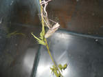 DSCN0729.JPG