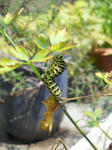 DSCN0728.JPG
