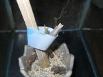DSCN0732.JPG