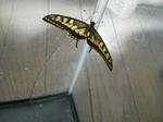 DSCN0733.JPG