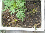 DSCN0735.JPG