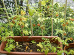 DSCN0736.JPG