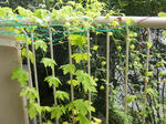 DSCN0737.JPG