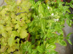 DSCN0738.JPG