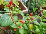 DSCN0739.JPG