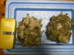 DSCN1267.JPG