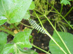 DSCN1274.JPG