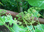 DSCN1275.JPG