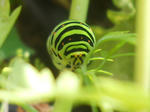 RSCN1288.JPG