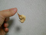 DSCN1401.JPG