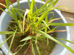 DSCN1406.JPG