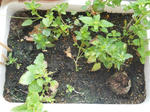 DSCN1407.JPG