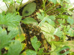 DSCN1423.JPG