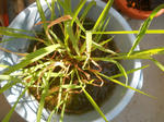 DSCN1473.JPG
