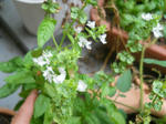 DSCN1544.JPG