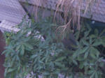 DSCN1622.JPG