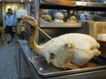 DSCN1677.JPG
