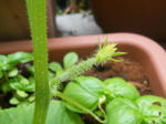 DSCN2037.JPG