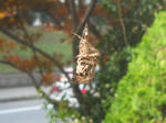 RSCN2091.JPG
