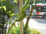 DSCN2093.JPG
