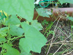 DSCN2124.JPG