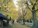 銀杏並木