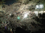 夜桜