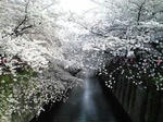 昼桜