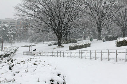 東京・雪・1月14日