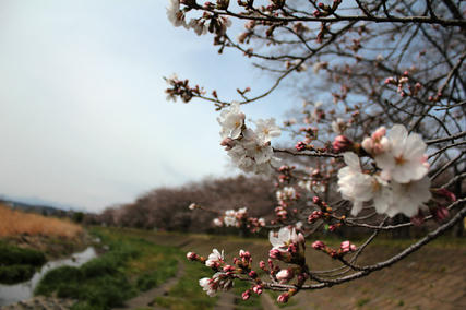 入間市・野田河川公園