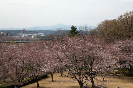 入間市・野田河川公園