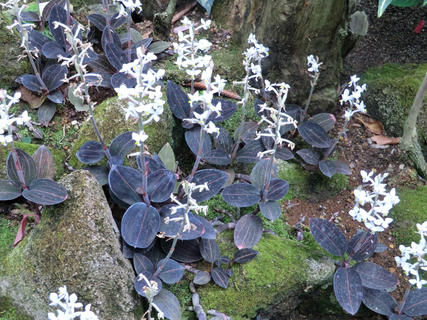 筑波植物園