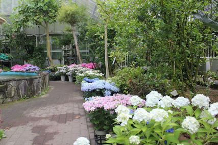 強羅公園のアジサイ