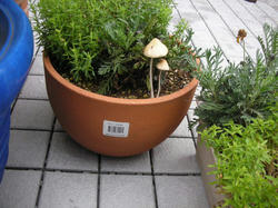 DSCN3593.JPG